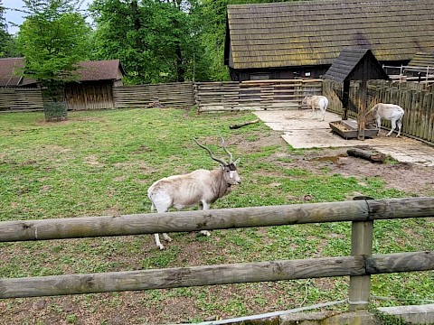 Zdjęcie 6 z 11