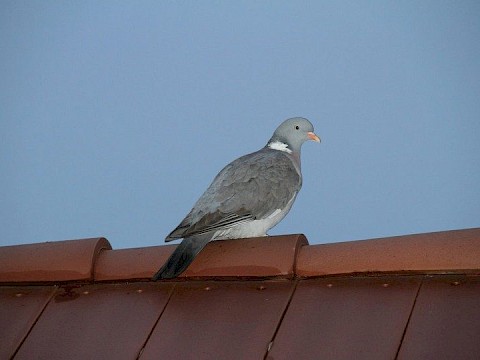 Zdjęcie 92 z 94